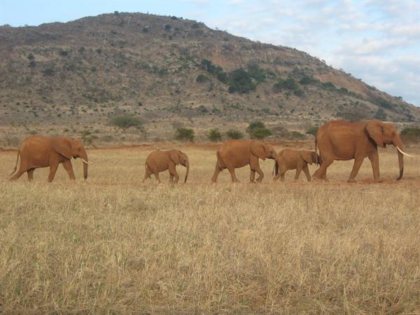Tsavo East - Elephants in a group