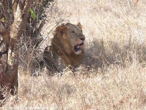 Tsavo East - Lion