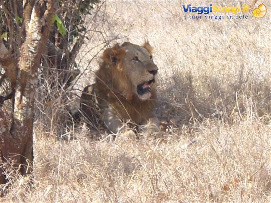 Tsavo East - Lion