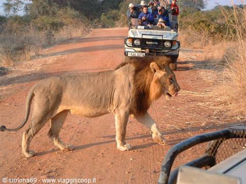 the king of the savannah