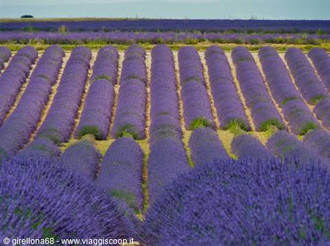 Lavender fields in Valensole