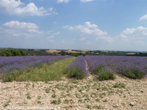 Rows of blooming lavender plants under a summer sky with clouds