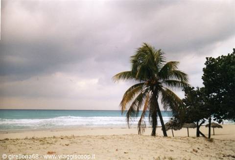 Leaning palm tree on white sand, thatched umbrellas and turquoise sea in Varadero