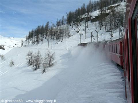 Red train plows through snow past snowy larches, Bernina line