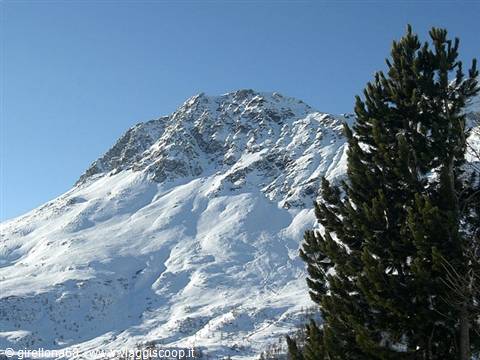 Snow-capped peak under blue sky, green fir tree in foreground