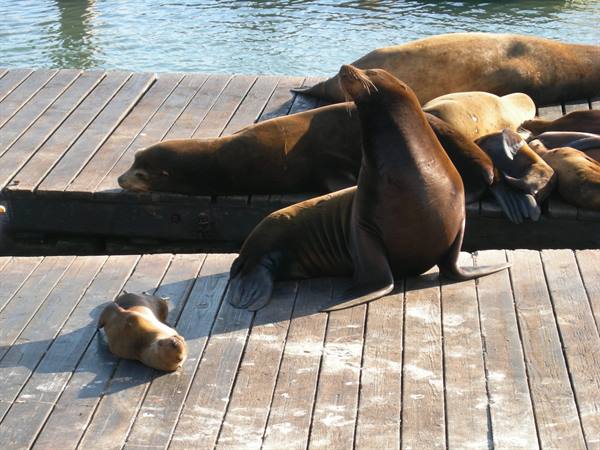 Sea lions at Pier 39 - San Francisco