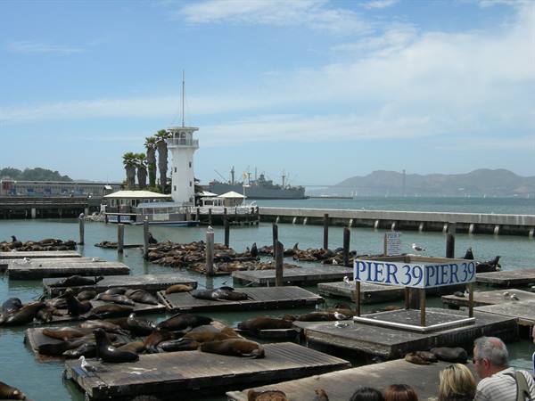 Sea lions at Pier 39 - San Francisco