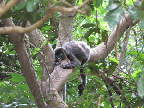 Gray monkey resting on a tree branch among green forest foliage