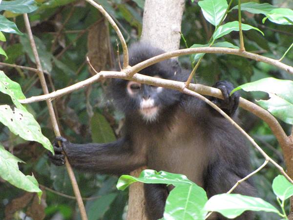 Pale-faced monkey gripping tree branches among green leaves