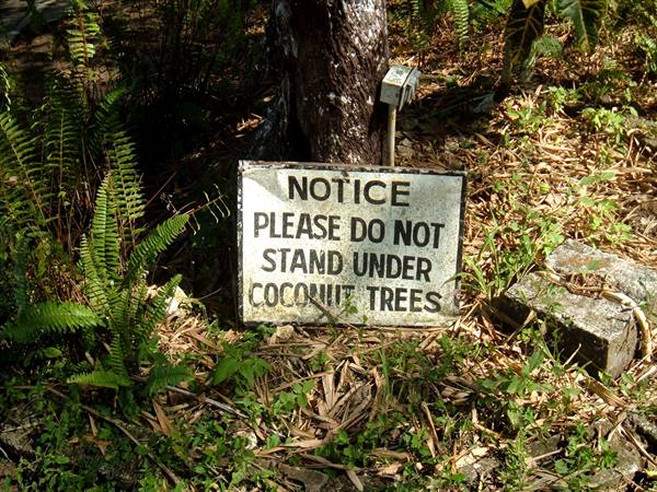 Rusty sign at a tree trunk base: no standing under coconut trees