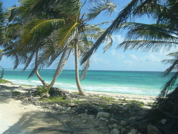 Wind-bent palm trees on white sand before turquoise sea