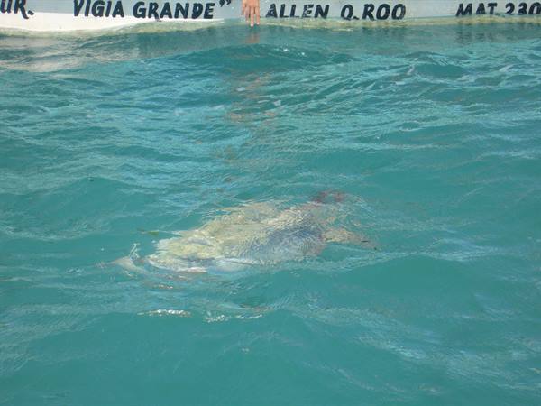 Turtle at Sian Ka'an
