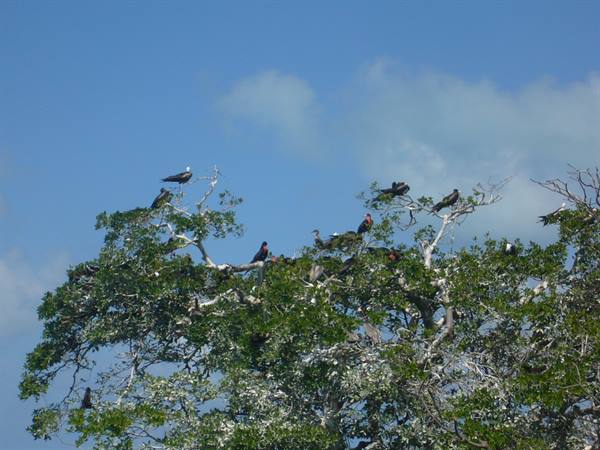 Frigatebirds at Sian Ka'an