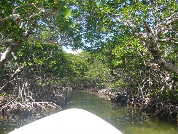 Mangroves at Sian Ka'an