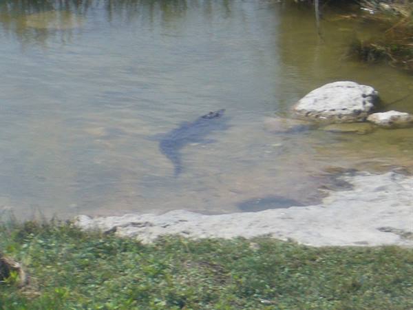 Crocodile at Cobá