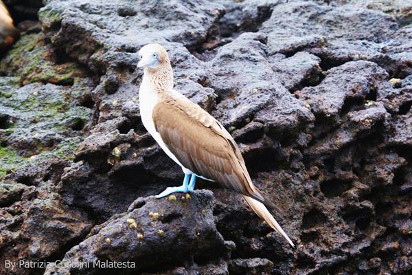 Blue-footed booby