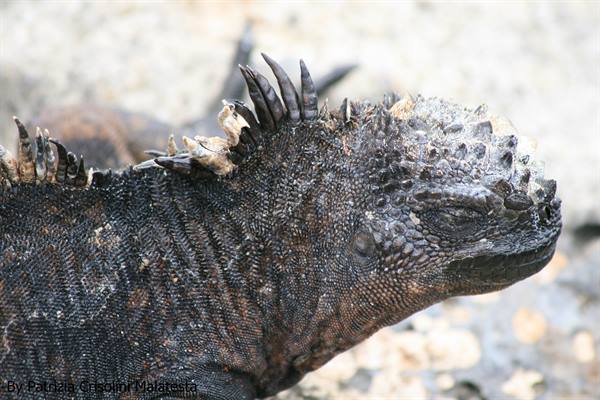 Marine iguana