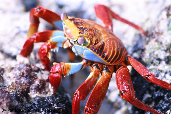 Crab