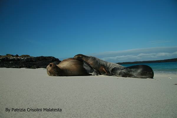 Sea lions