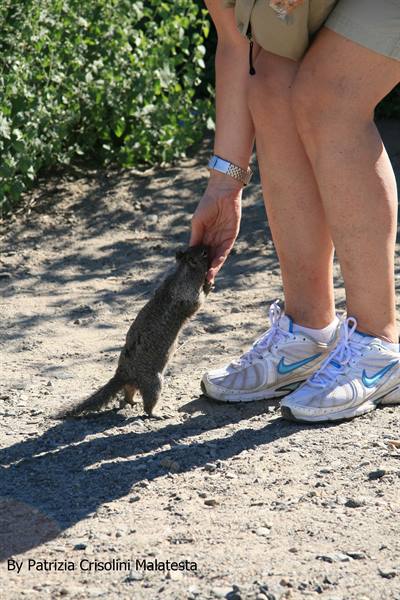 Squirrel