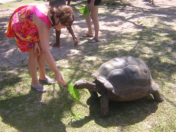 The turtles on Birds Island