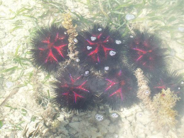 SEA URCHINS IN FRONT OF THE HOTEL