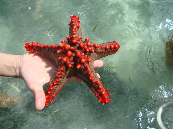 STARFISH IN FRONT OF THE HOTEL