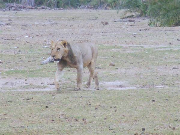 LION TSAVO EAST