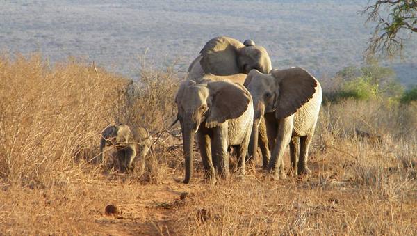 ELEPHANTS