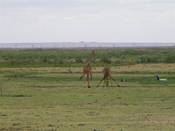 GIRAFFES