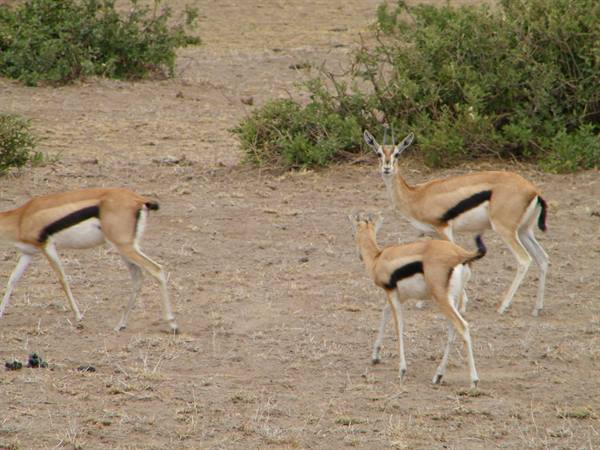 THOMSON'S GAZELLES