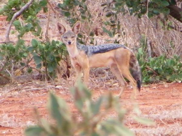 JACKAL