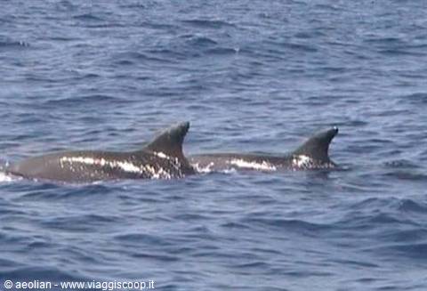 Bottlenose dolphins in a pair - Aeolian Dolphin Research