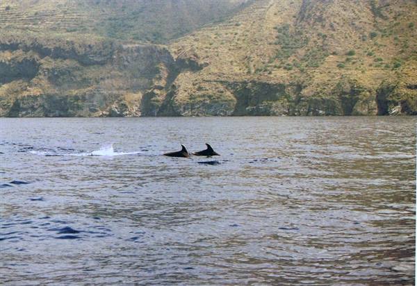 Bottlenose dolphins at Lipari - Aeolian Dolphin Research -