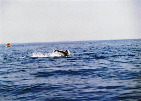 Bottlenose dolphins - Aeolian Dolphin Research - 