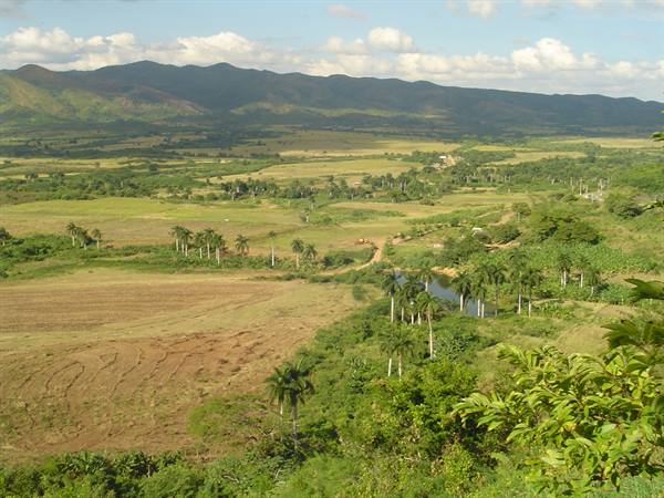 Cultivated fields and royal palms in Trinidad valley, green mountains in the background