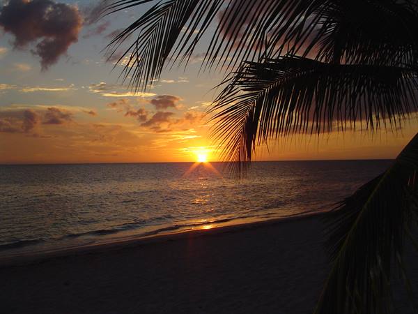 Sun setting over the sea beneath palm fronds on a sandy beach