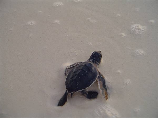Baby sea turtle crawling on white sand toward the sea