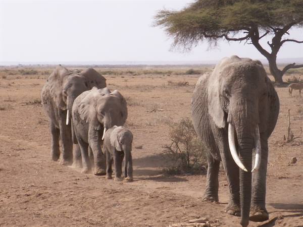 The Elephants at Amboseli