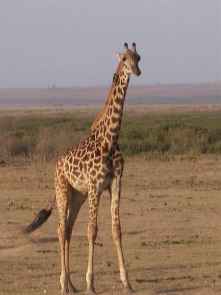 The giraffe at amboseli