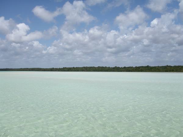 The sea of the blue safari