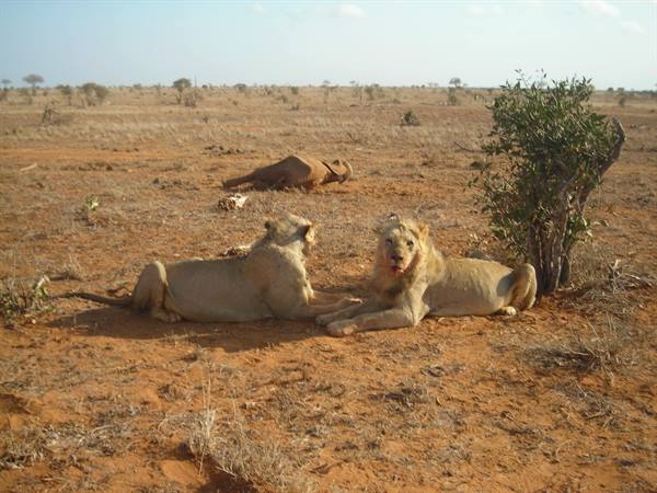 Tsavo East two lions eating a baby elephant