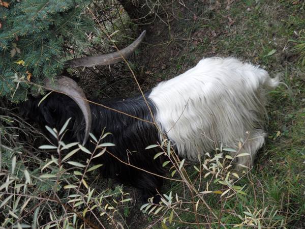 Ornavasso - Young goats