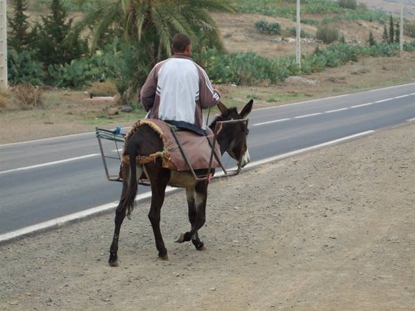 The Moroccan SUV
