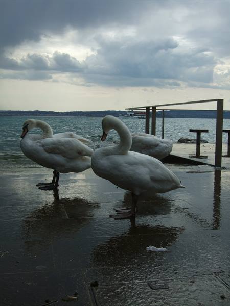 The swans of Sirmione