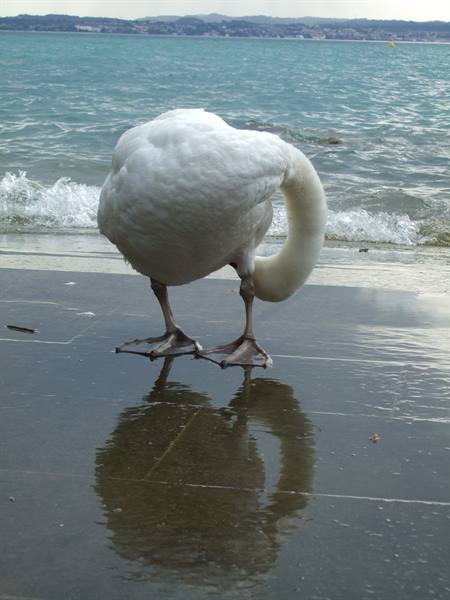 A swan in the mirror