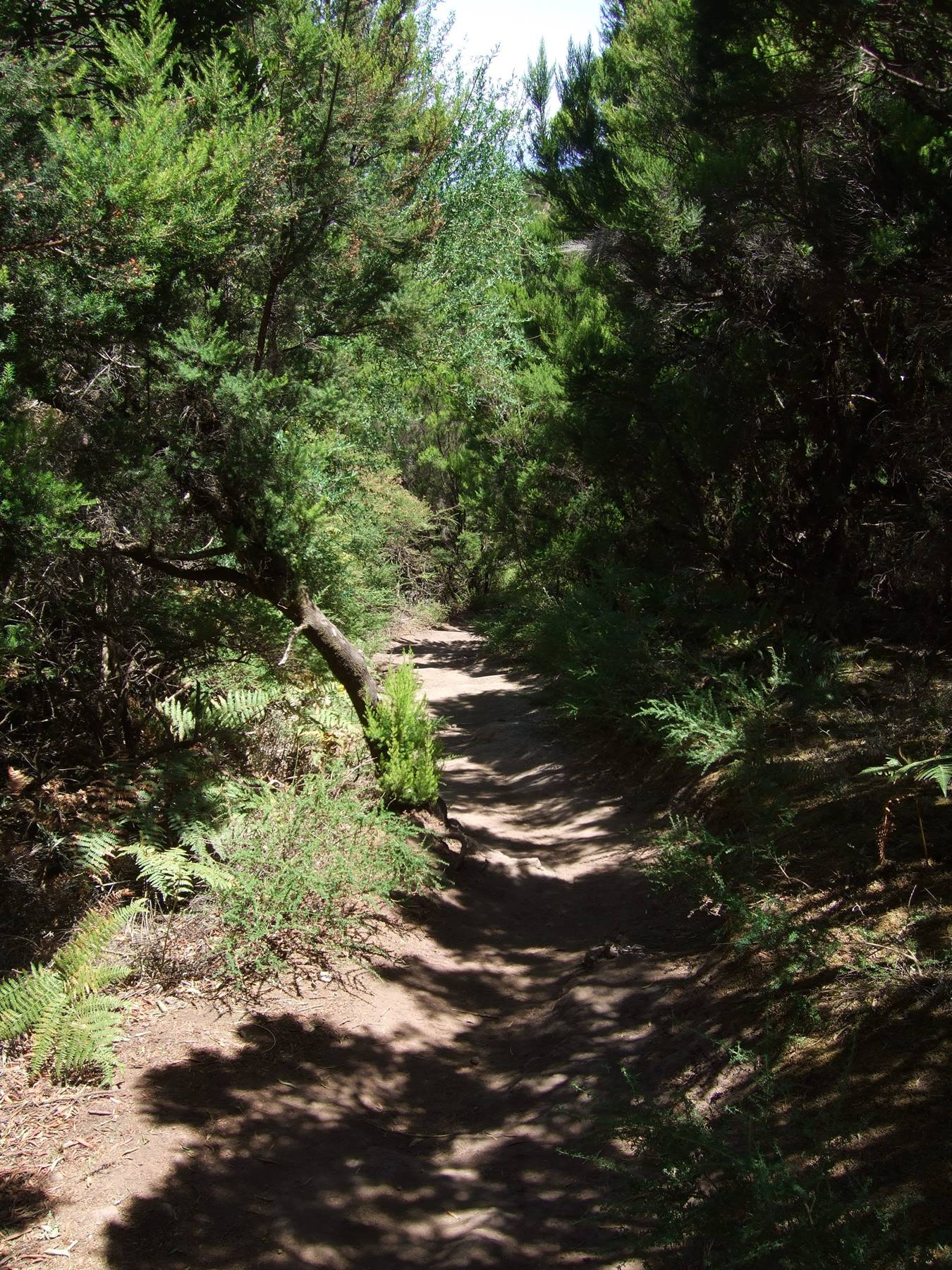 Parque Nacional de Garajonay (La Gomera)