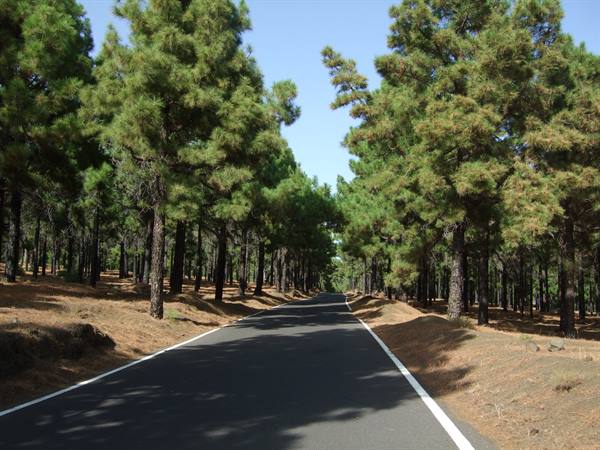 Pine forest in the south of El Hierro