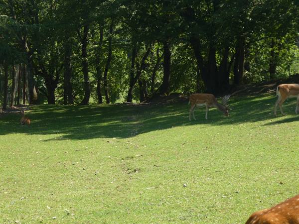 Fallow deer grazing on the green lawn, shaded by tall trees