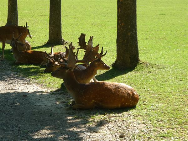 Fallow deer with antlers resting in tree shade on sunny grass